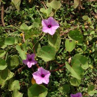Ipomoea asarifolia (Desr.) Roem. & Schult.